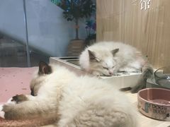-屋虎猫馆(宝安大仟里店)