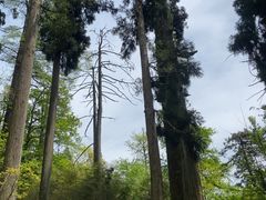 -天目山大树王景区
