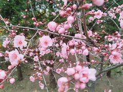 -宝鸡植物园