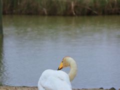 -盐城丹顶鹤湿地生态旅游区