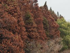 -溱湖国家湿地公园