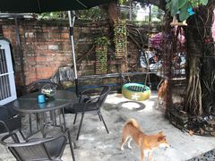 -柴犬高等学院·狗咖·柴犬售卖·宠物训练