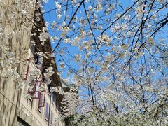 -武汉大学-樱园