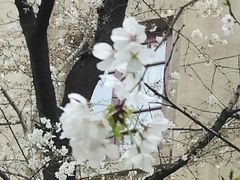 -武汉大学-樱园