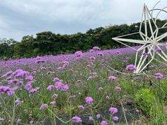 -济州森林小火车生态公园