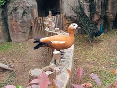 -上海野生动物园