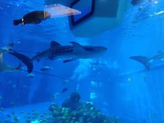 -成都浩海立方海洋公园