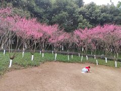 -重庆彩云湖湿地公园