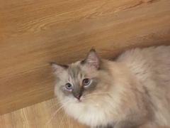 -滚猫咖啡·猫咖·猫友好撸猫(未来城店)