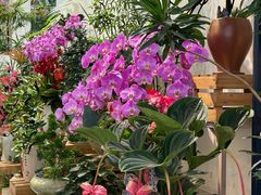 -溪岸路花鸟市场