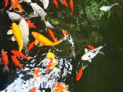 -南宫五洲植物乐园