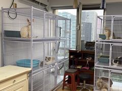 -喵百万·布偶·蓝金金渐层英短·猫舍(百子湾店)