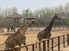 -北京野生动物园