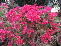 -深圳国际园林花卉博览园