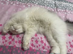 -猫大福·Fortune Cat猫舍(百子湾店)