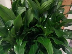 -远洋未来广场(育慧北路店)