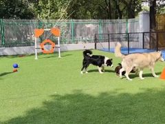 -宠爱多约克夏马尔济斯泰迪小型犬专卖