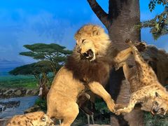 -国家自然博物馆