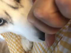 -Husky Go! 哈士奇体验馆·宠物咖啡厅狗咖