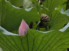 -莲池书院博物馆