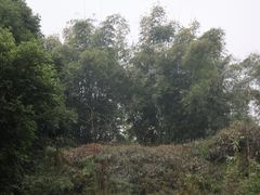 -沐川竹海旅游景区