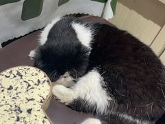 -猫小院猫主题餐厅(南锣旗舰店)