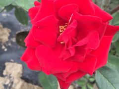 -北纬44度·金珠花海休闲农业旅游景区