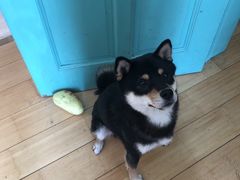 -喜柴咖啡·柴犬狗咖