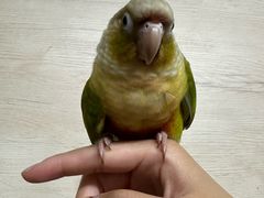 -爱侣宠医·鹦鹉专科·小型哺乳类·异宠专科(灵石路店)