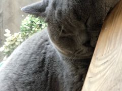 -猫小院猫主题咖啡厅(北锣店)