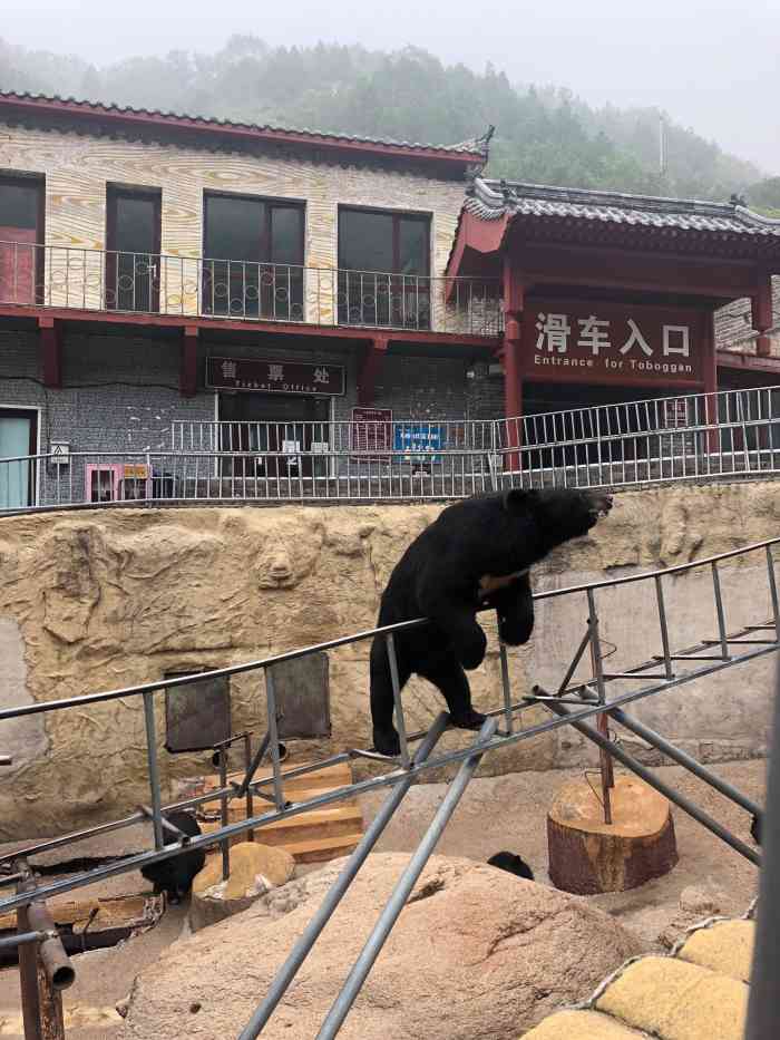 八达岭熊乐园-"从长城做滑车直接到熊乐园,不收门票,很多.