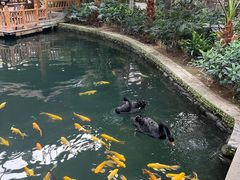 -南宫五洲植物乐园