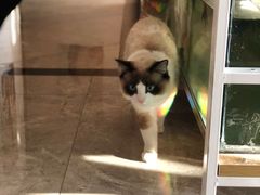 -有猫儿腻咖啡厅.猫咖