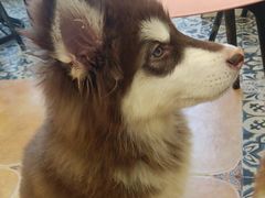 -Let's go狗咖·猫咖·奶狗·桌游(春熙路IFS店)