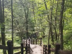 -望天鹅景区