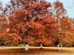 -上海海湾国家森林公园