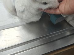 -瑞派·关忠动物医院·异宠专科·犬猫肿瘤·皮肤专科(望京店)