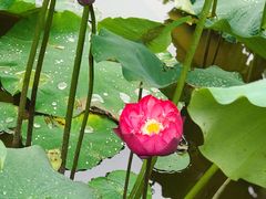 -陈家山荷花公园