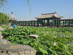 -莲花池公园