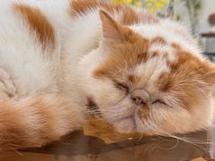-共舞时光猫咖·狗咖(新街口店)