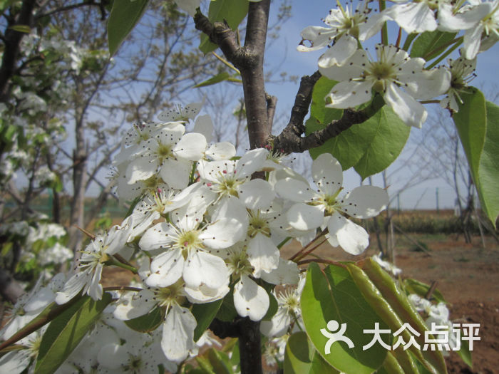 紅星漁村(龍德李生態園)圖片 - 第14張