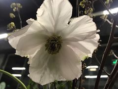 -扫雪煮茶(西村店)