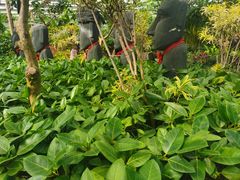 -南宫五洲植物乐园