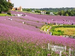 -大塘金香草谷