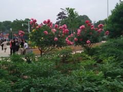 -洛阳市牡丹公园
