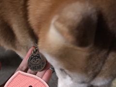 -柴犬高等学院·狗咖·柴犬售卖·宠物训练