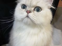 -艾贝尔宠物医院·24H转诊中心·肿瘤猫专科(江宁双龙店)