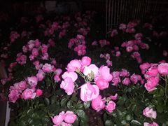 -深圳国际园林花卉博览园