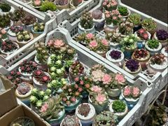 -循礼门鲜花花市(武汉循礼门店)