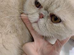 -飞行喵MR PILOT|猫舍·猫咖(静安大融城店)